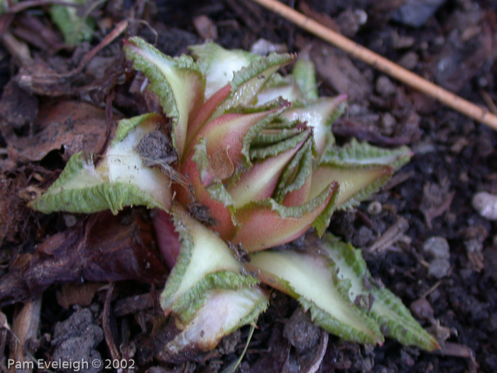 <i>Primula denticulata </i>