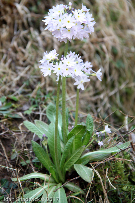 <i>Primula denticulata </i>