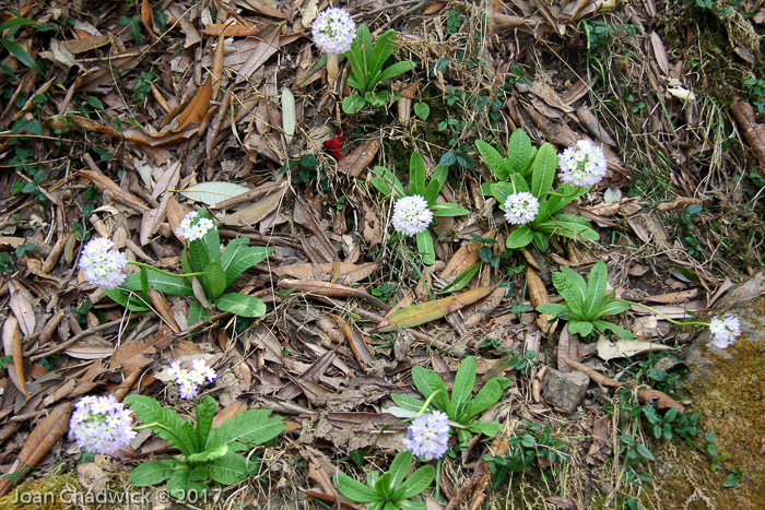 <i>Primula denticulata </i>