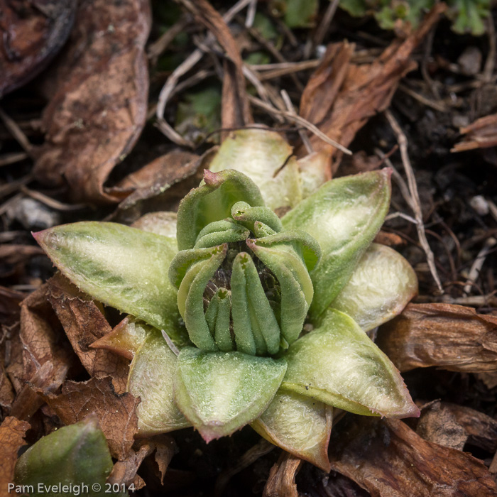 <i>Primula denticulata </i>