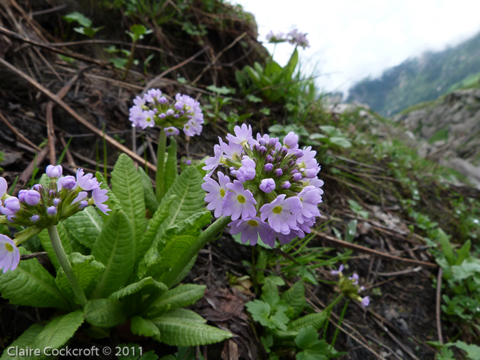 <i>Primula denticulata </i>