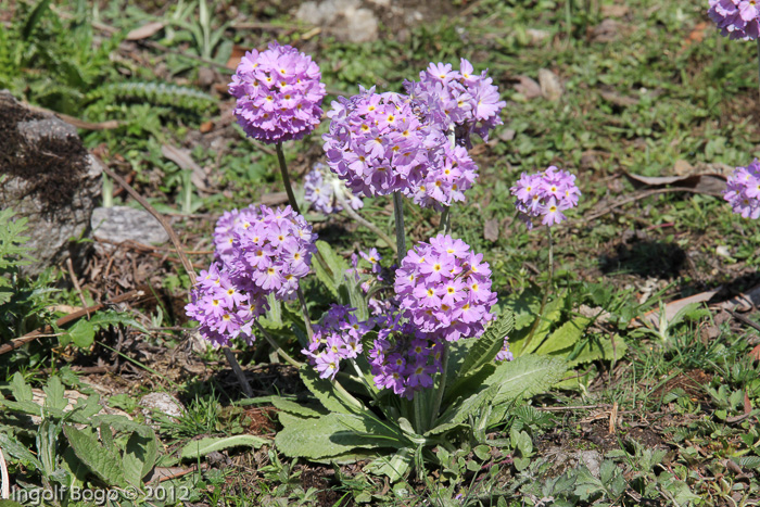 <i>Primula denticulata </i>