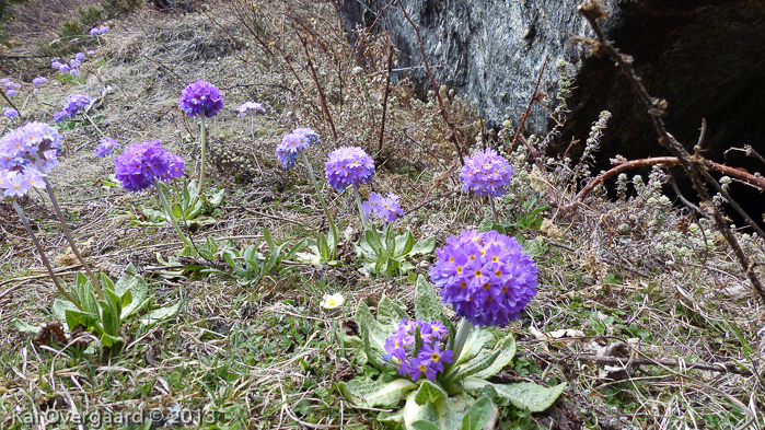 <i>Primula denticulata </i>