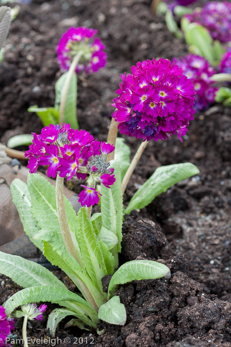 <i>Primula denticulata </i>