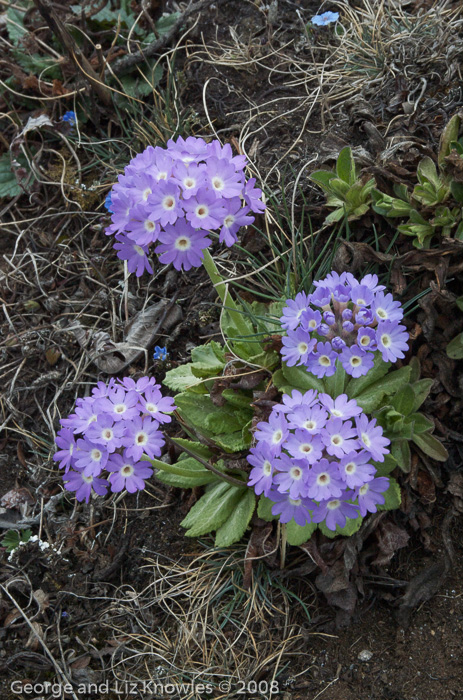 <i>Primula denticulata </i>