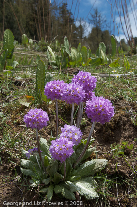 <i>Primula denticulata </i>