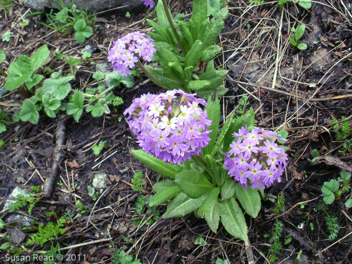 <i>Primula denticulata </i>