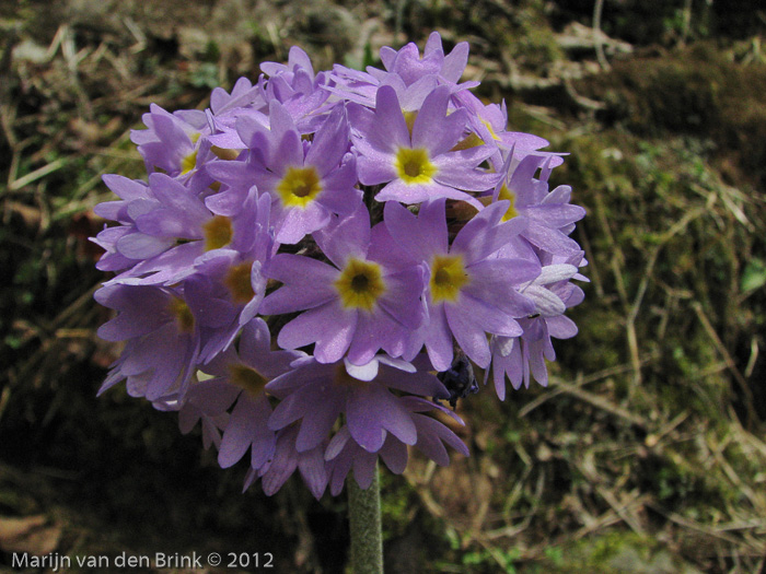 <i>Primula denticulata </i>