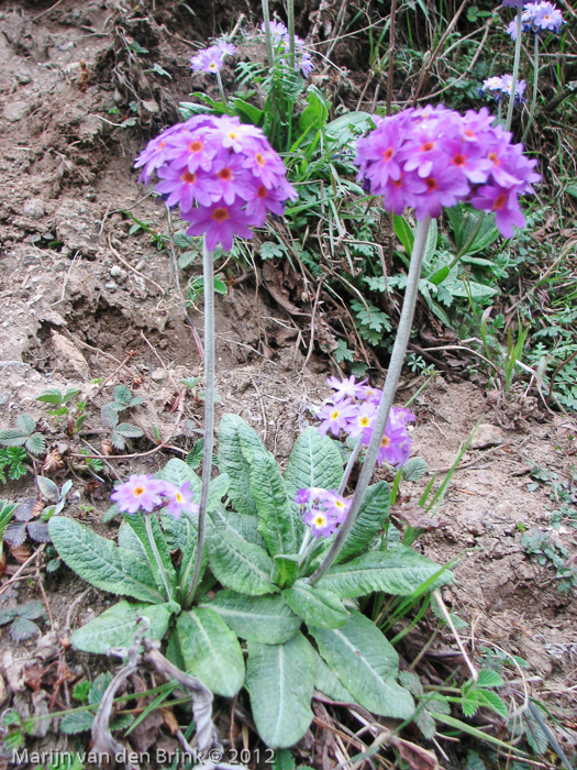 <i>Primula denticulata </i>