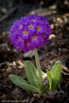 <i>Primula denticulata </i>