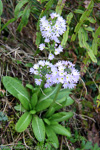 <i>Primula denticulata </i>