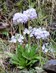 <i>Primula denticulata </i>