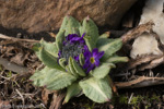 <i>Primula denticulata </i>