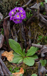 <i>Primula denticulata </i>