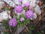 <i>Primula denticulata </i>