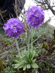 <i>Primula denticulata </i>