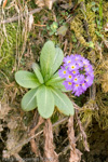 <i>Primula denticulata </i>