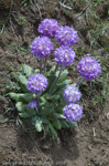 <i>Primula denticulata </i>