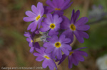 <i>Primula denticulata </i>