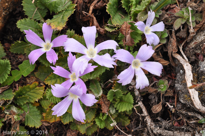 Primula deuteronana