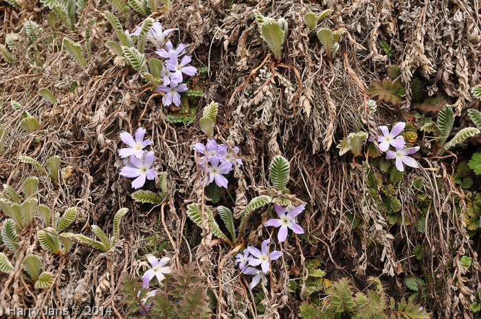 Primula deuteronana