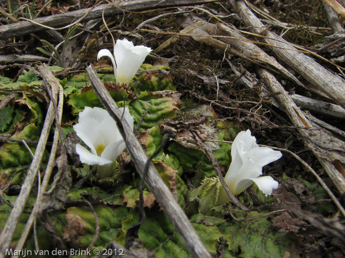 Primula deuteronana alba