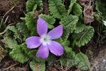 Primula deuteronana