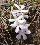 Primula deuteronana