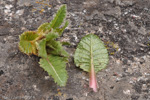 Primula deuteronana