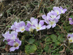 Primula deuteronana