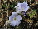 Primula deuteronana