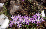 Primula deuteronana