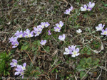 Primula deuteronana