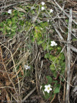 Primula deuteronana alba