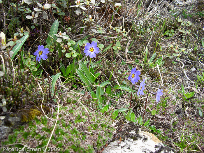 <i>Primula dickieana </i>