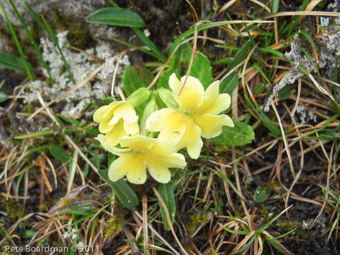 <i>Primula dickieana </i>