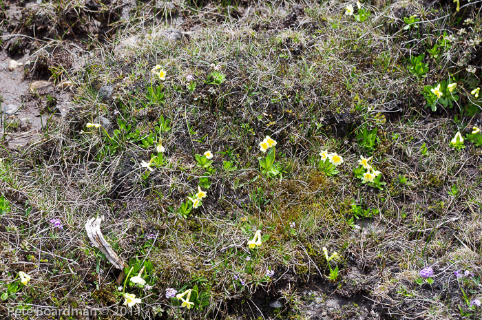 <i>Primula dickieana </i>