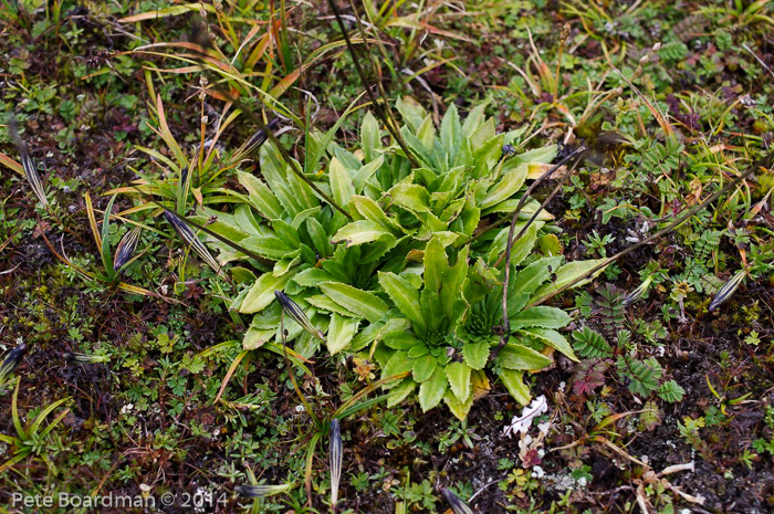 <i>Primula dickieana </i>