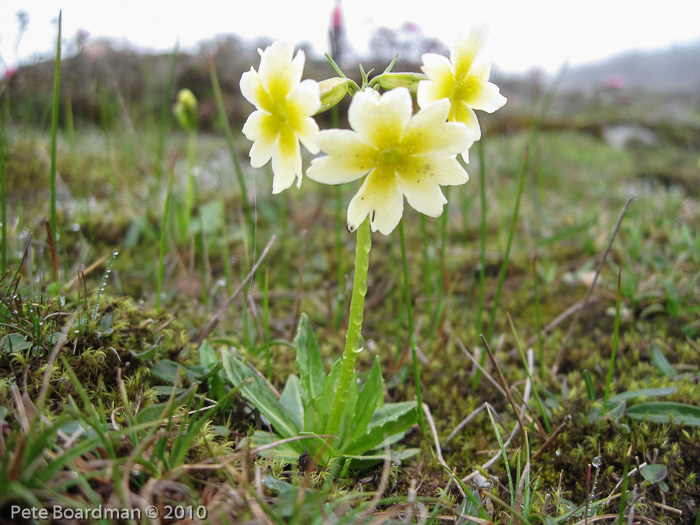 <i>Primula dickieana </i>