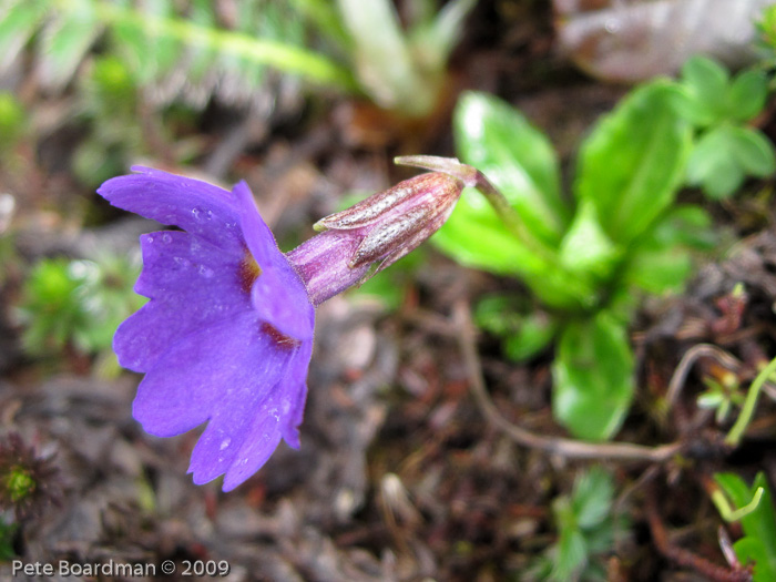 <i>Primula dickieana </i>