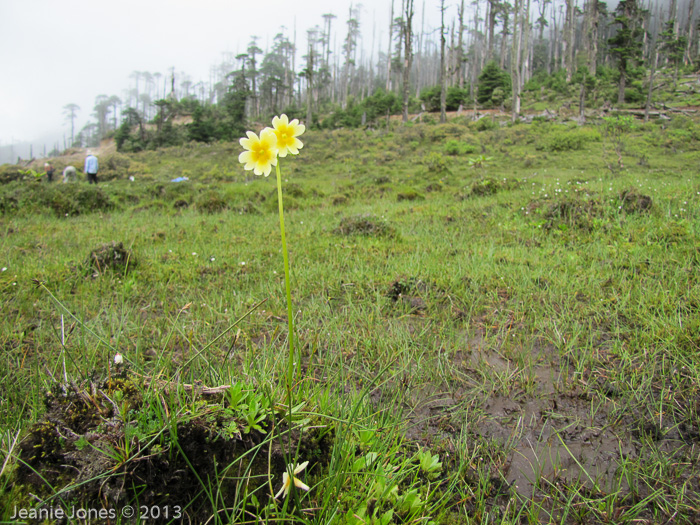 <i>Primula dickieana </i>