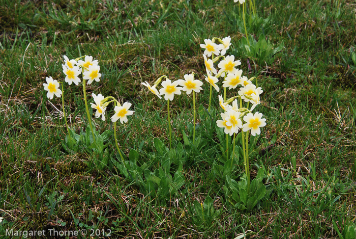 <i>Primula dickieana </i>