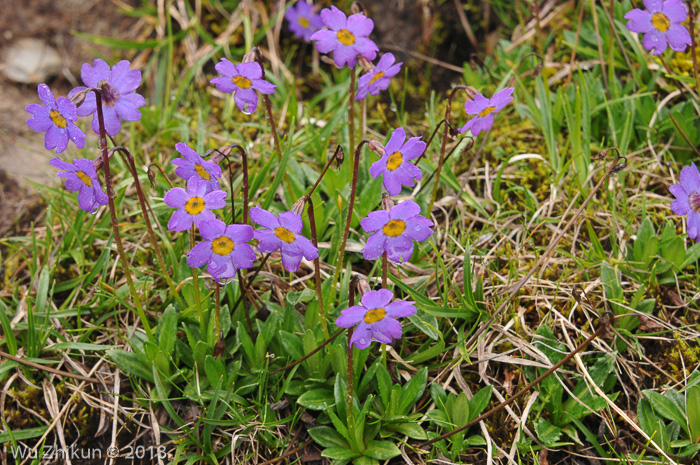 <i>Primula dickieana </i>