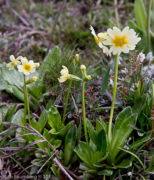 <i>Primula dickieana </i>