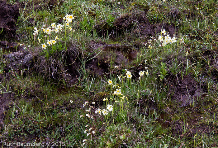 <i>Primula dickieana </i>