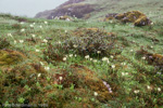 <i>Primula dickieana </i>