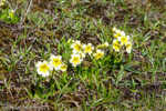 <i>Primula dickieana </i>