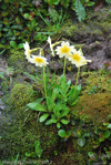 <i>Primula dickieana </i>