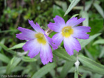 <i>Primula dickieana </i>