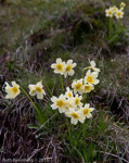 <i>Primula dickieana </i>